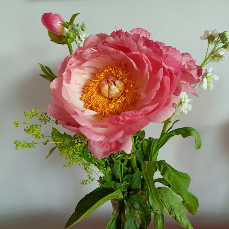 En rosa blomma i en vas.