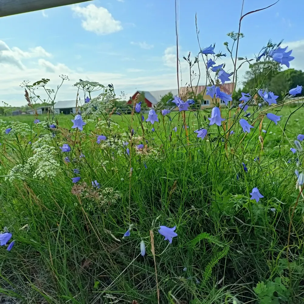 Blåklockor och sommargräs framför gårdshus.